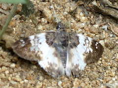 Polyctor
