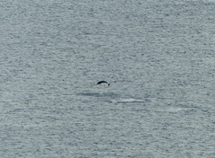Stenella longirostris