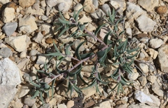 Euphorbia acuta