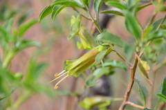 Eremophila serrulata