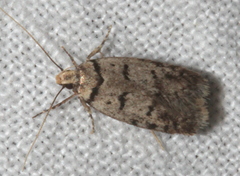 Scatochresis episema