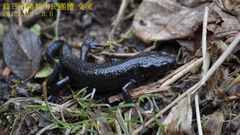 Cynops pyrrhogaster