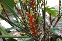 Heliconia stricta