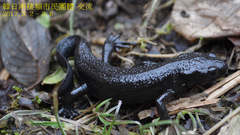 Cynops pyrrhogaster