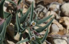 Euphorbia acuta