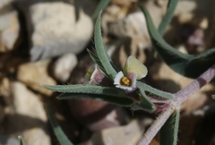 Euphorbia acuta