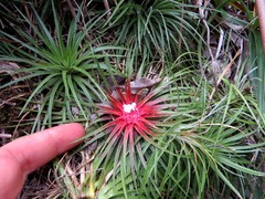 Sincoraea ophiuroides