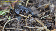 Cynops pyrrhogaster