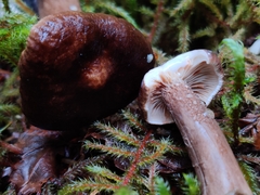 Lactarius fallax