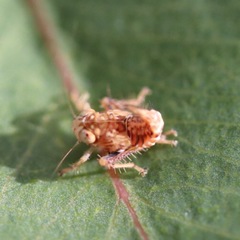 Insecta