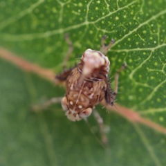 Insecta