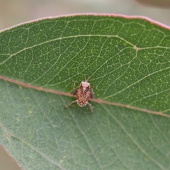 Insecta