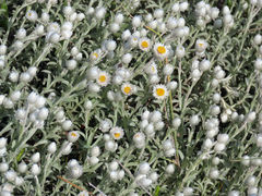 Achyranthemum argenteum