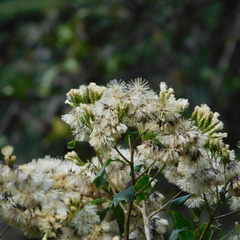 Gymnanthemum capense