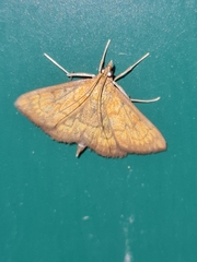 Ecpyrrhorrhoe rubiginalis