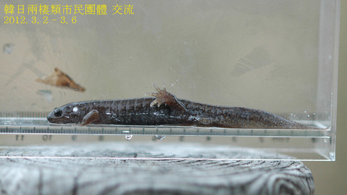 Hynobius tokyoensis