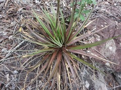 Dyckia