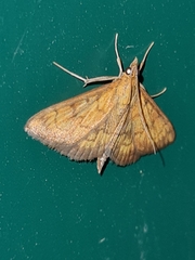 Ecpyrrhorrhoe rubiginalis