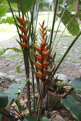 Heliconia stricta