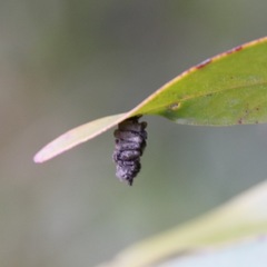 Lepidoptera
