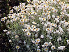 Achyranthemum argenteum