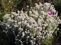 Achyranthemum argenteum