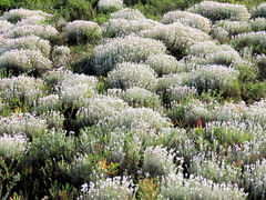 Achyranthemum argenteum