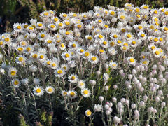 Achyranthemum argenteum