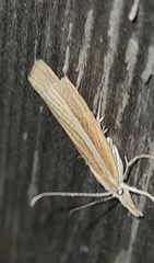 Agriphila selasella