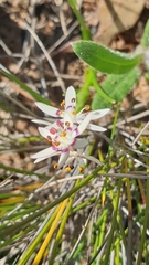 Wurmbea dioica