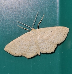 Scopula corrivalaria