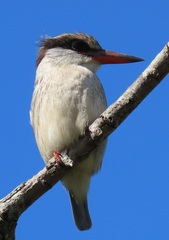 Halcyon chelicuti chelicuti