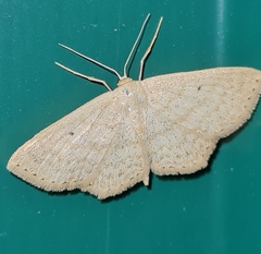 Scopula corrivalaria