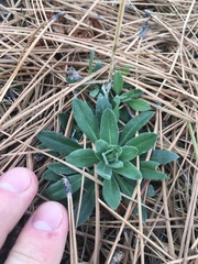 Arabis rectissima simulans