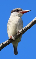 Halcyon chelicuti chelicuti