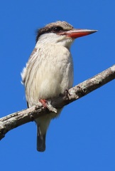 Halcyon chelicuti chelicuti