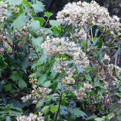 Gymnanthemum capense