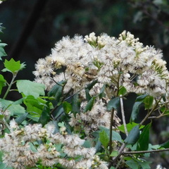 Gymnanthemum capense