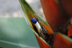 Heliconia stricta