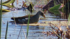 Paragallinula angulata