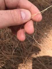 Arabis rectissima simulans