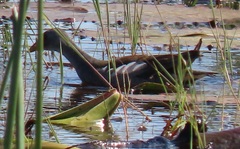 Paragallinula angulata