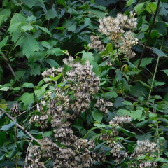 Gymnanthemum capense