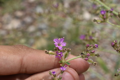 Acleisanthes chenopodioides