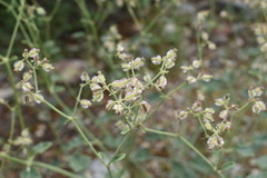 Acleisanthes chenopodioides