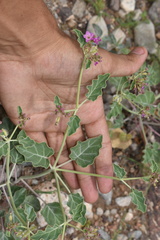 Acleisanthes chenopodioides