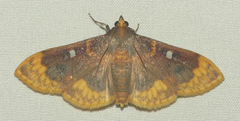 Polygrammodes multifenestrata
