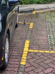 Acridotheres javanicus