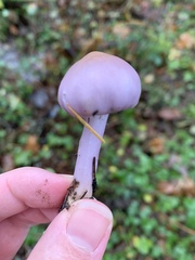 Inocybe lilacina