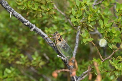 Diceroprocta eugraphica